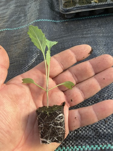 Black kale plug - black, plants