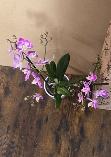 Premium pink phalaenopsis - premium,