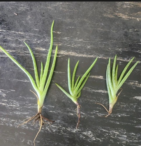 Aloe vera starter - vera,