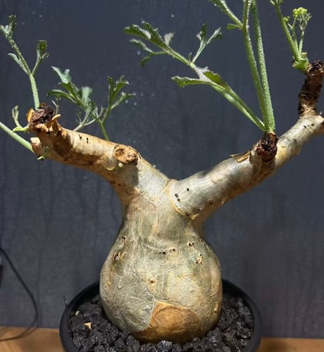 Rare cacti plant cyphostemma - plant,