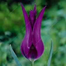 Tulip Burgundy Early Spring Flowering Garden Bulbs Indoor Outdoor Plants