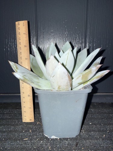 Echevera mexican giant large - echevera,