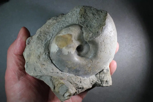 Vascoceras tectiformis - , –