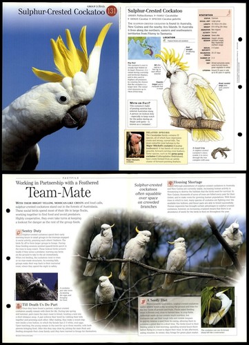 Sulphor crested cockatoo 131 - sulphor-crested,