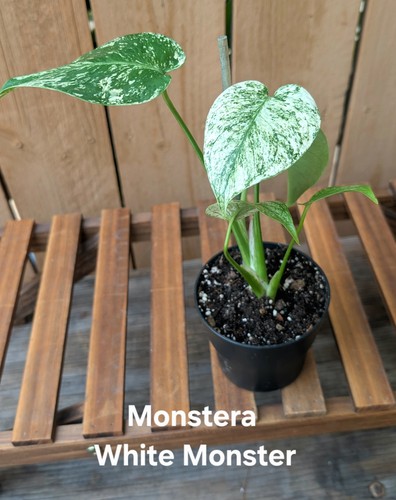 Monstera white monster - monstera,