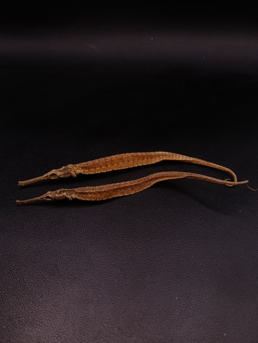 Preserved pipe fish - pipe,