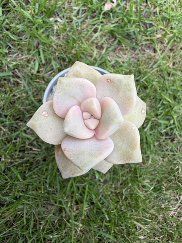 Graptoveria koala shown 6cm - shown, in