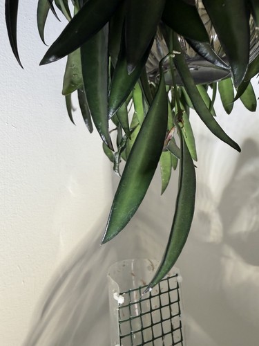 Hoya wayetii green cutting - green,