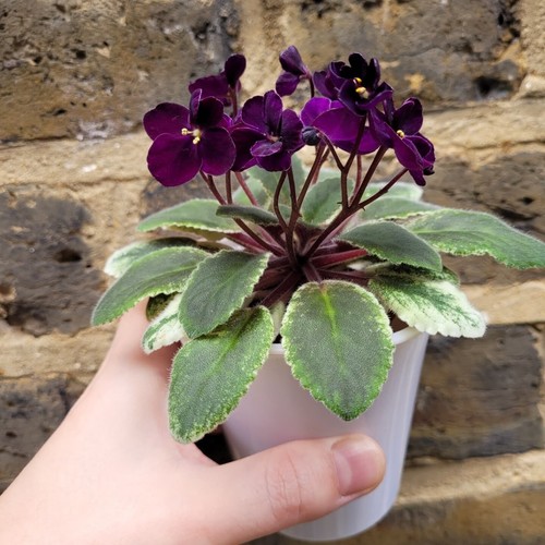 Very rare variegated miniature - variegated,