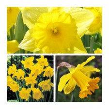 King Alfred Daffodil Flower Bulbs.Pretty Spring Flowers.Easy To Grow  Size 10 up