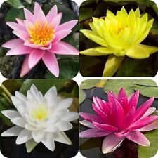 Red, Yellow, Pink, White LUCKY DIP Water Lily Pond Plant Aquatic Lilly Lotus
