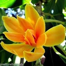 Michelia - MAGNOLIA CHAMPACA
