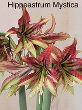 “SALE”  Hippeastrum