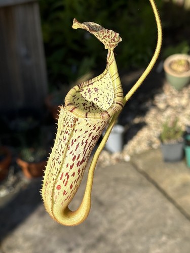 Nepenthes burbidgeae - , x
