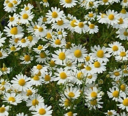 German chamomile seeds 2000 - german,