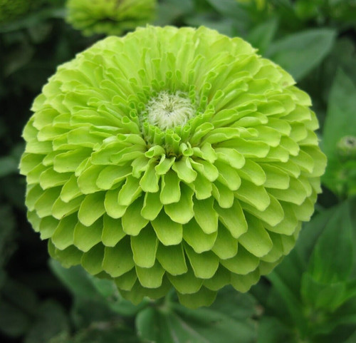 Green zinnia flower - zinnia, 100+