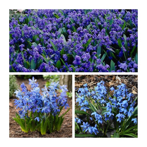 Scilla siberica 100 - scilla, x