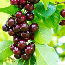 Dwarf Patio Van Cherry Tree