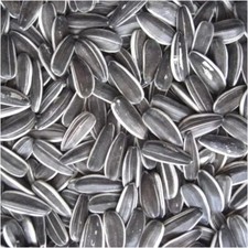 Premium Striped Sunflower