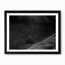 A Mountain Goat In A Frame Of