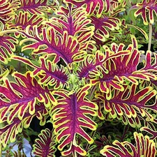Coleus skeletal plug plants