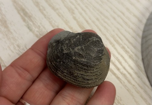 Fossil shell bivalve penarth - bivalve,