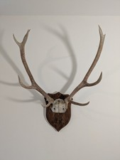 Red Deer Stag Antlers On