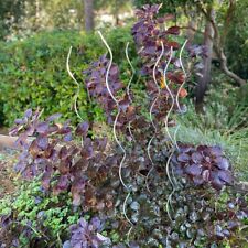 Tomato Spiral Climbing Plant Support Metal Stakes Galvanised Set of 12 (1.6m)