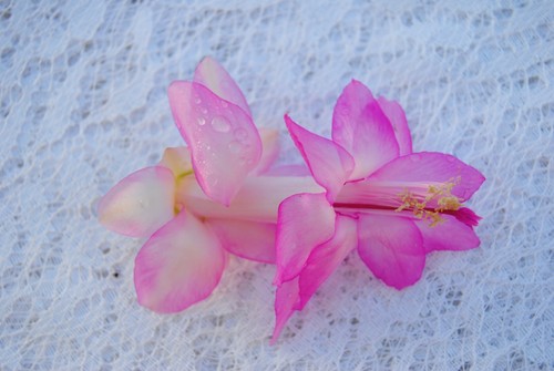 Christmas cactus thanksgiving - christmas, cactus/thanksgiving