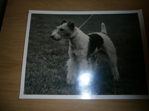 Vintage photo airedale - vintage,