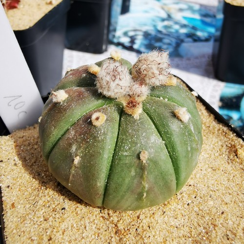Astrophytum asterias