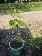 Cobnut Hazlenut Filbert