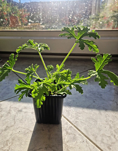 Pelargonium lemon geranium - pelargonium,