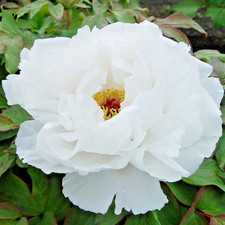 Tree Peony White Bai Xue Ta