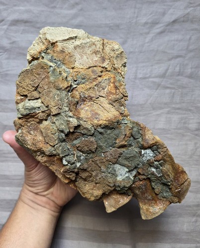 Ultra rare usa pliosaur paddle - pliosaur,