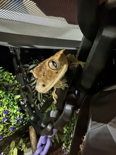 Reptile bridge for - , terrarium