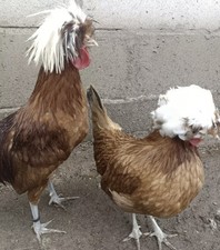 6xWhite Crested Multicoloured Polish Bantam Eggs ,,NOT LIVE ANIMAL’’ ??✅