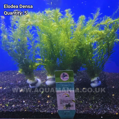 Elodea densa tropical cold - elodea,
