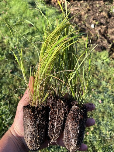Anemanthele lessoniana hardy
