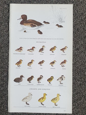 Vintage Bird Book Print an Illustration of lots of different Ducklings