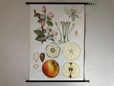 Vintage APPLES school chart