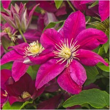 Clematis Hybrid 'Ernest