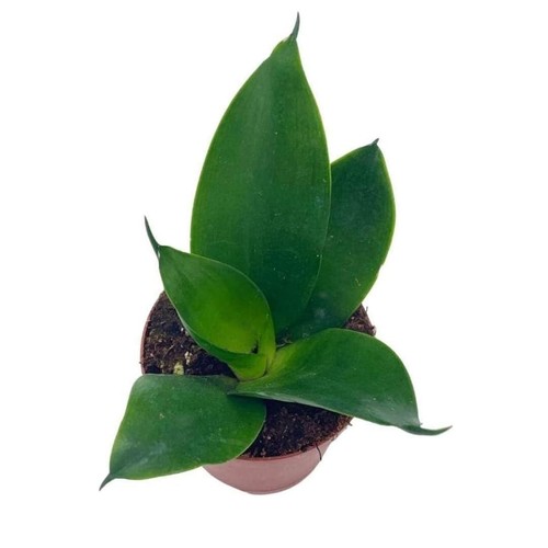 Black dragon snakeplant all - black, snakeplant,
