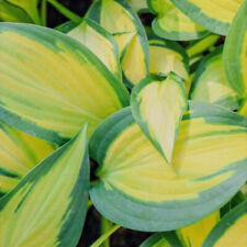 Hosta ORANGE MARMALADE in a 2 Litre Pot with Colour Care Label