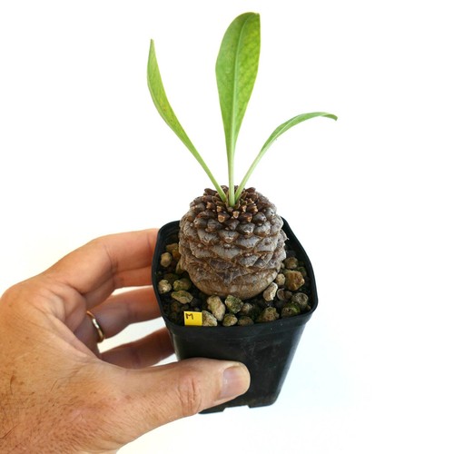Euphorbia bupleurifolia male - euphorbia,