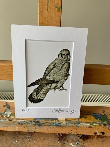 Reprint kestrel kes - of,