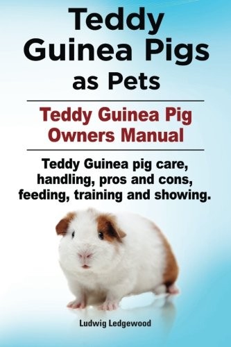 Teddy guinea pigs pets - pigs, as
