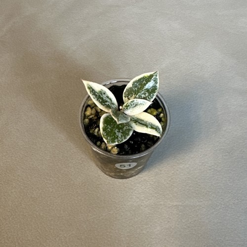 Hoya lacunosa princess lumina - princess,