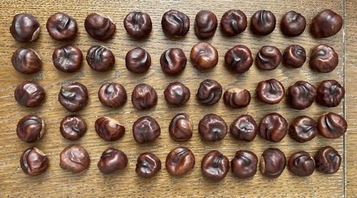 Horse chestnut conkers - 50,
