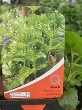 Edible herb garden plants 9cm